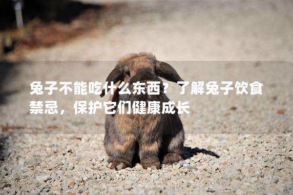 兔子不能吃什么东西？了解兔子饮食禁忌，保护它们健康成长