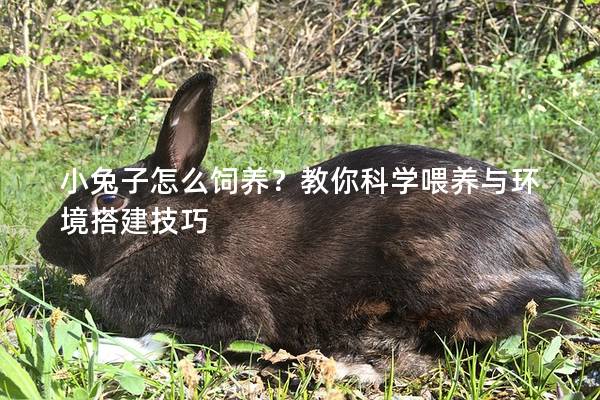 小兔子怎么饲养？教你科学喂养与环境搭建技巧