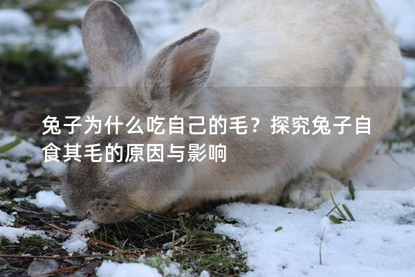 兔子为什么吃自己的毛？探究兔子自食其毛的原因与影响