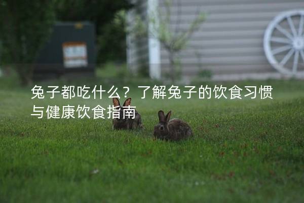 兔子都吃什么？了解兔子的饮食习惯与健康饮食指南