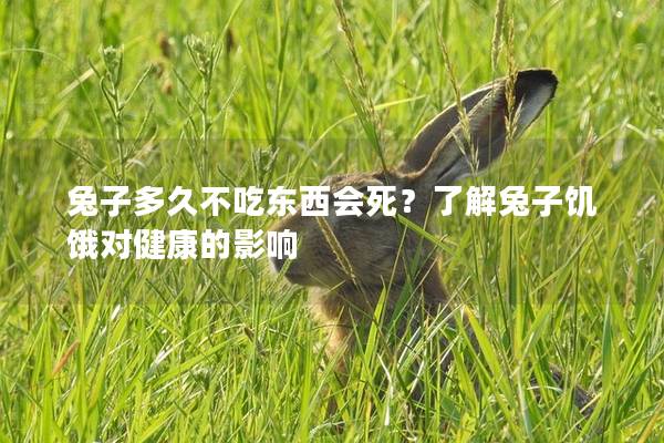 兔子多久不吃东西会死？了解兔子饥饿对健康的影响