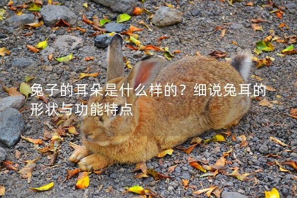 兔子的耳朵是什么样的？细说兔耳的形状与功能特点