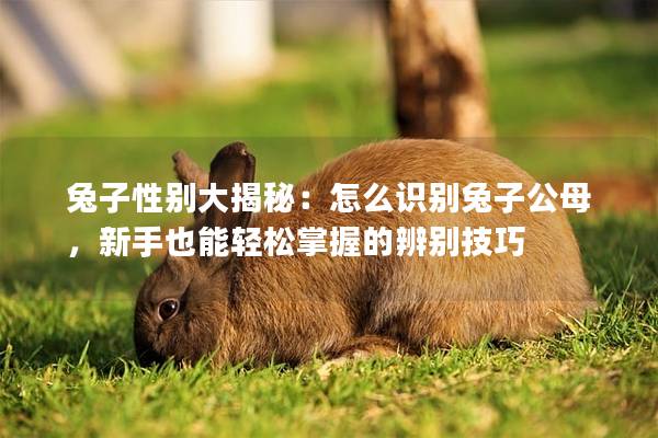 兔子性别大揭秘：怎么识别兔子公母，新手也能轻松掌握的辨别技巧