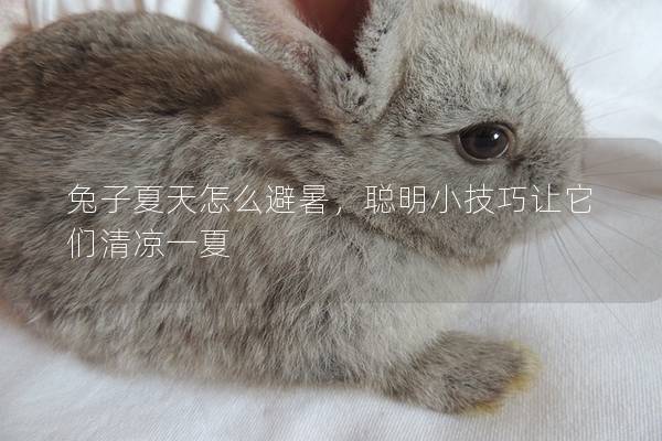 兔子夏天怎么避暑，聪明小技巧让它们清凉一夏
