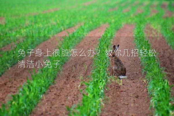 兔子身上很脏怎么办？教你几招轻松清洁小兔子