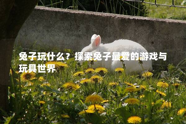 兔子玩什么？探索兔子最爱的游戏与玩具世界