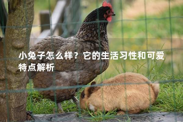 小兔子怎么样？它的生活习性和可爱特点解析