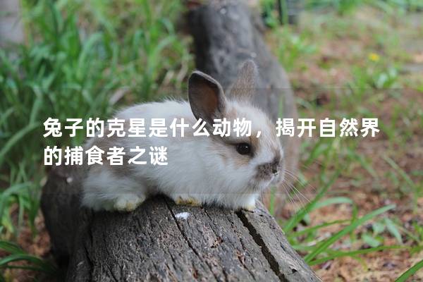 兔子的克星是什么动物，揭开自然界的捕食者之谜