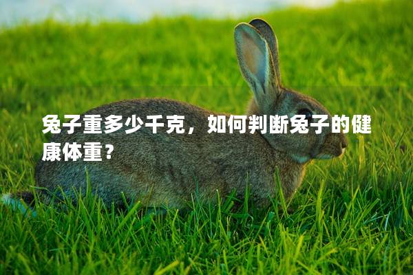 兔子重多少千克，如何判断兔子的健康体重？