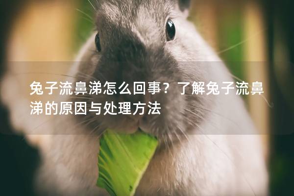 兔子流鼻涕怎么回事？了解兔子流鼻涕的原因与处理方法