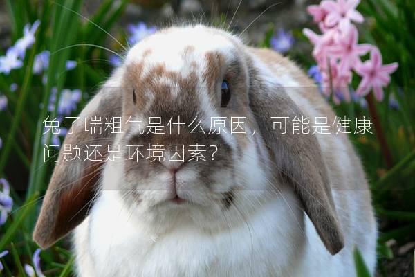 兔子喘粗气是什么原因，可能是健康问题还是环境因素？