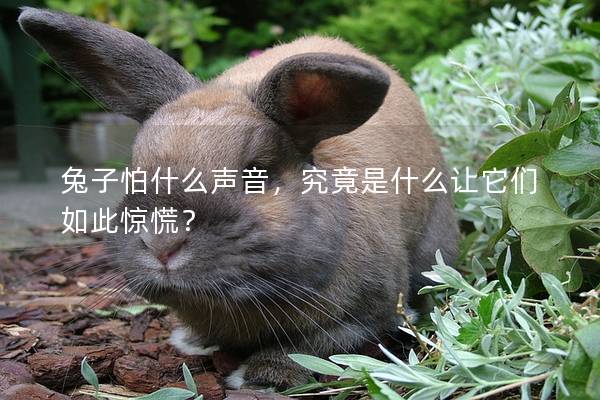 兔子怕什么声音，究竟是什么让它们如此惊慌？