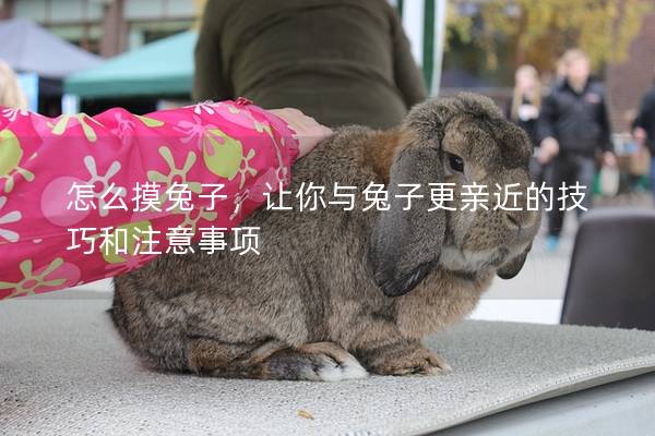 怎么摸兔子，让你与兔子更亲近的技巧和注意事项