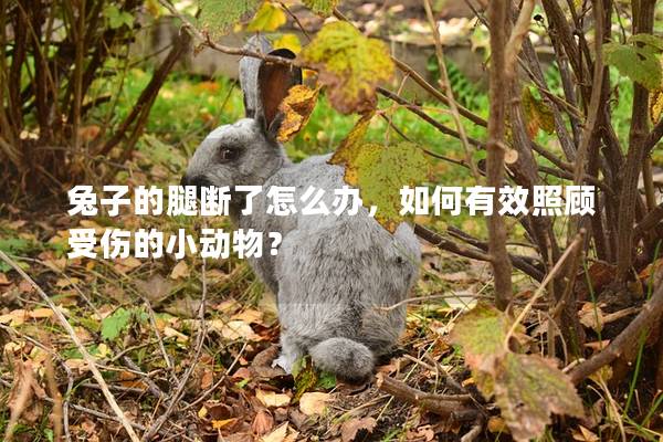 兔子的腿断了怎么办，如何有效照顾受伤的小动物？