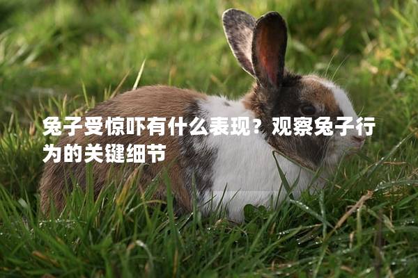 兔子受惊吓有什么表现？观察兔子行为的关键细节