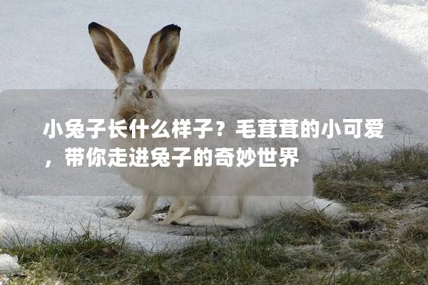 小兔子长什么样子？毛茸茸的小可爱，带你走进兔子的奇妙世界