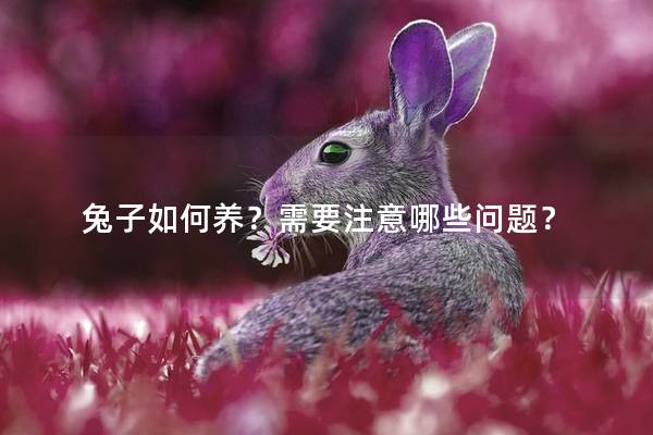 兔子如何养？需要注意哪些问题？