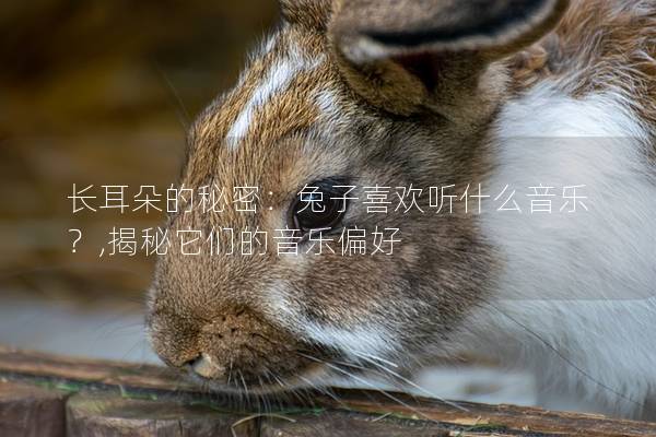 长耳朵的秘密：兔子喜欢听什么音乐？,揭秘它们的音乐偏好