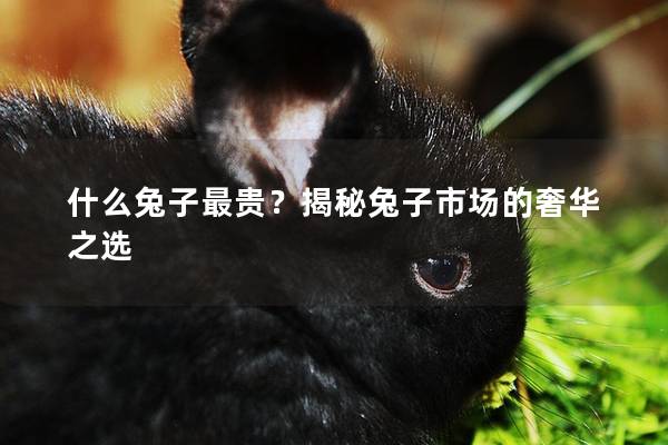 什么兔子最贵？揭秘兔子市场的奢华之选
