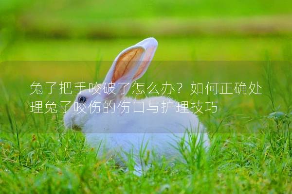 兔子把手咬破了怎么办？如何正确处理兔子咬伤的伤口与护理技巧