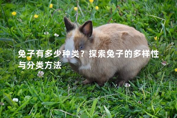 兔子有多少种类？探索兔子的多样性与分类方法