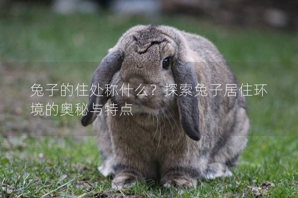兔子的住处称什么？探索兔子居住环境的奥秘与特点