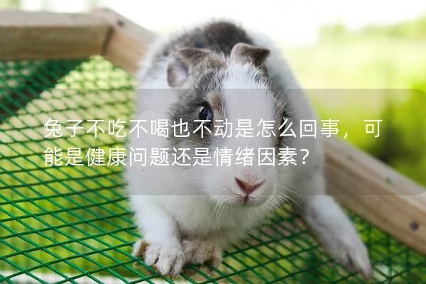 兔子不吃不喝也不动是怎么回事，可能是健康问题还是情绪因素？