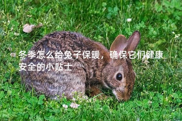 冬季怎么给兔子保暖，确保它们健康安全的小贴士