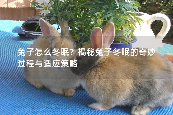 兔子怎么冬眠？揭秘兔子冬眠的奇妙过程与适应策略