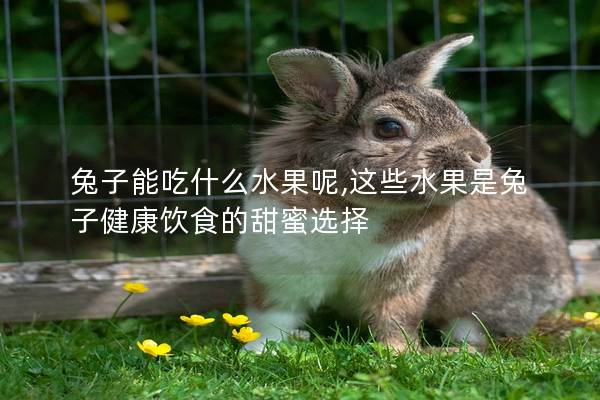 兔子能吃什么水果呢,这些水果是兔子健康饮食的甜蜜选择