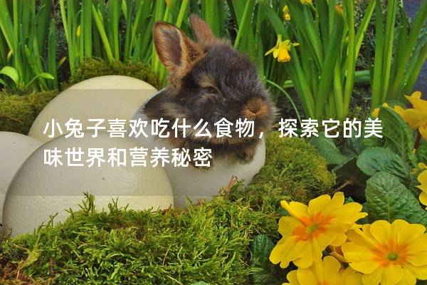 小兔子喜欢吃什么食物，探索它的美味世界和营养秘密