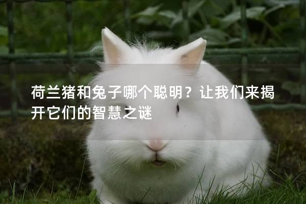 荷兰猪和兔子哪个聪明？让我们来揭开它们的智慧之谜