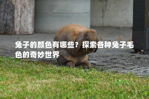 兔子的颜色有哪些？探索各种兔子毛色的奇妙世界