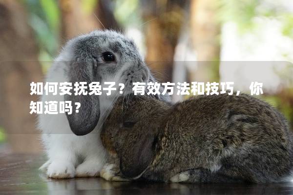 如何安抚兔子？有效方法和技巧，你知道吗？