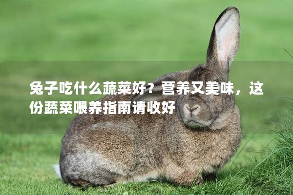 兔子吃什么蔬菜好？营养又美味，这份蔬菜喂养指南请收好