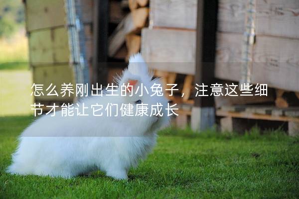 怎么养刚出生的小兔子，注意这些细节才能让它们健康成长