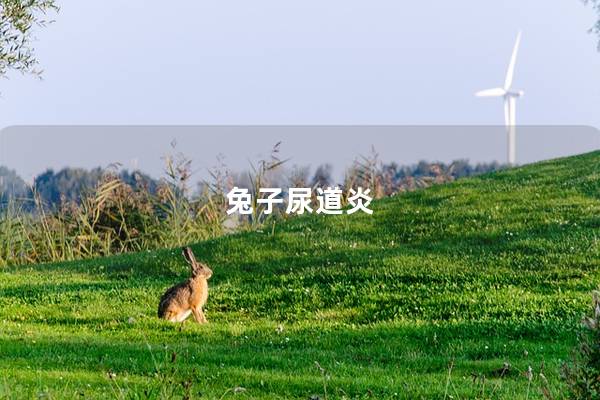 兔子尿道炎
