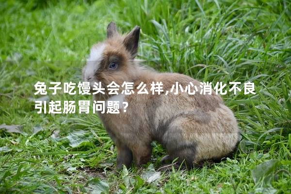 兔子吃馒头会怎么样,小心消化不良引起肠胃问题？