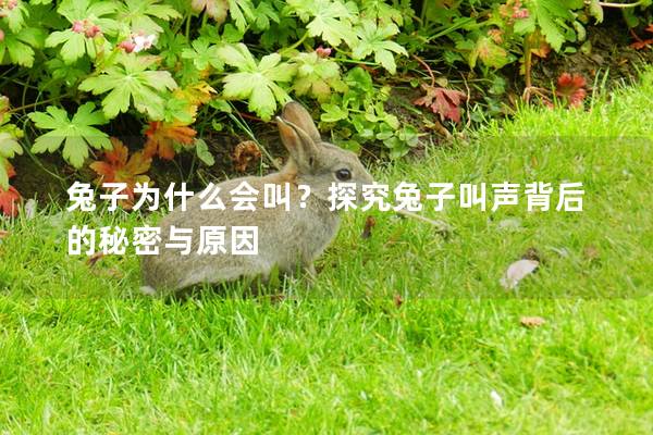 兔子为什么会叫？探究兔子叫声背后的秘密与原因