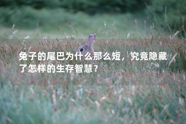兔子的尾巴为什么那么短，究竟隐藏了怎样的生存智慧？