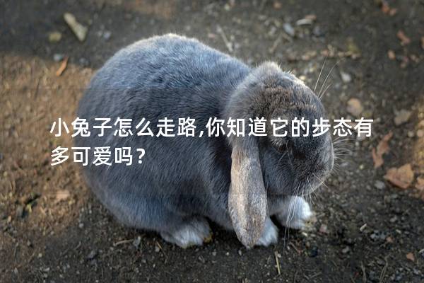 小兔子怎么走路,你知道它的步态有多可爱吗？