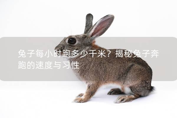兔子每小时跑多少千米？揭秘兔子奔跑的速度与习性
