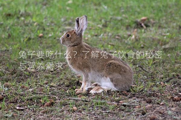 兔子要吃什么？了解兔子饮食的秘密与营养需求