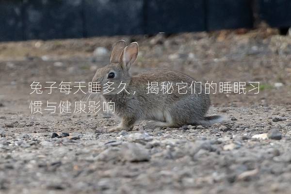 兔子每天睡多久，揭秘它们的睡眠习惯与健康影响