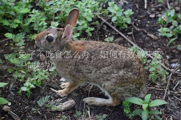 兔子不吃食怎么办，如何有效解决这一问题？