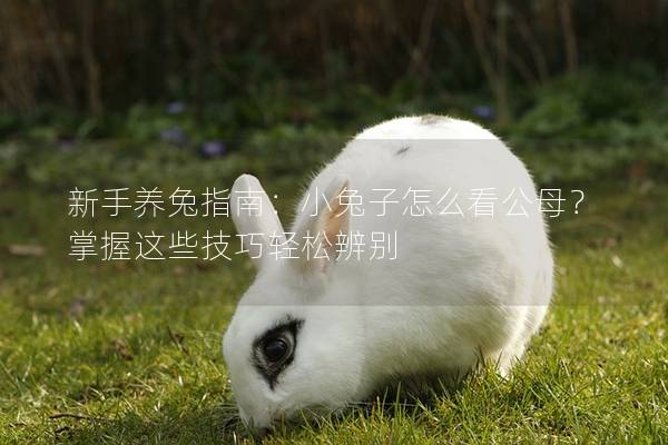 新手养兔指南：小兔子怎么看公母？掌握这些技巧轻松辨别