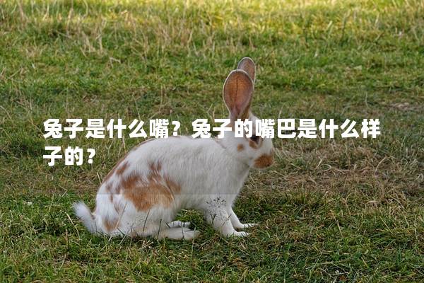 兔子是什么嘴？兔子的嘴巴是什么样子的？