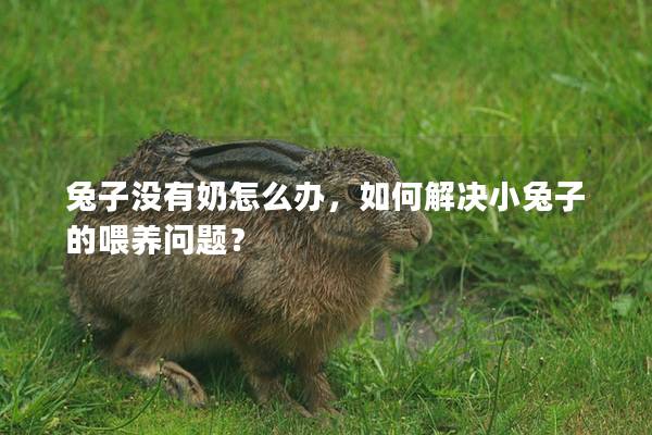 兔子没有奶怎么办，如何解决小兔子的喂养问题？