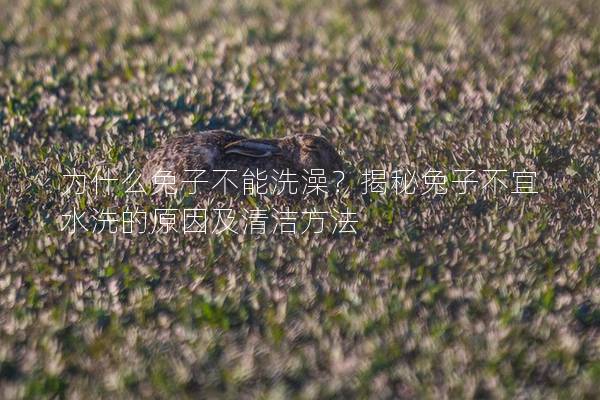 为什么兔子不能洗澡？揭秘兔子不宜水洗的原因及清洁方法