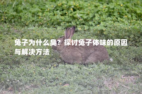 兔子为什么臭？探讨兔子体味的原因与解决方法